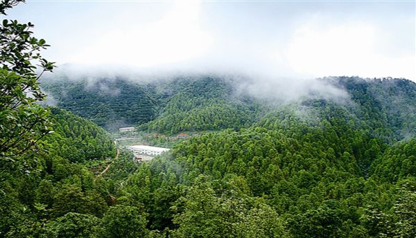 國有林場改革2