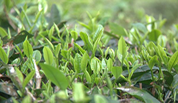茶業(yè)2