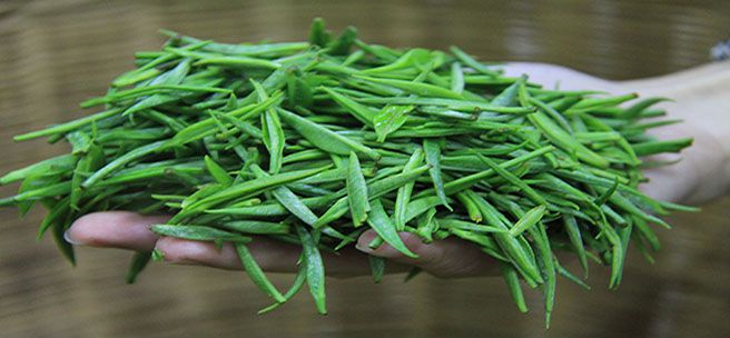 茶業(yè)3