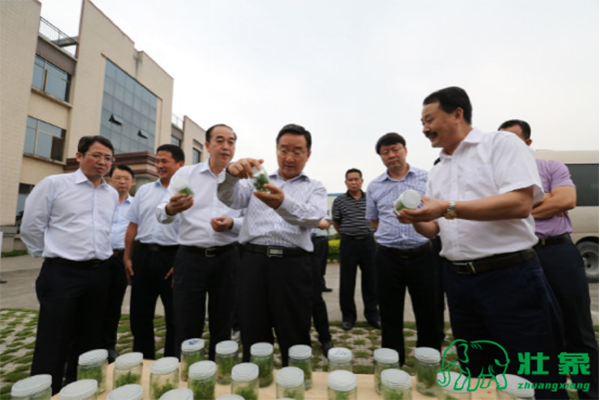 自治區(qū)副主席唐仁健等領導在聽取香杉苗培育技術匯報
